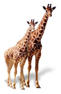 ČESKO - DVŮR KRÁLOVÉ - ZOO  -  SAFARI